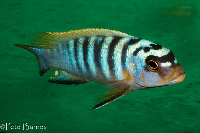 Maylandia sp. 'hajomaylandi pombo' Ndumbi Point